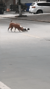 搞笑GIF:不是王者就算了,就是塊塑料