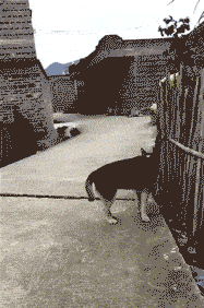 搞笑GIF:這位大哥,別練了,回家去睡一覺吧