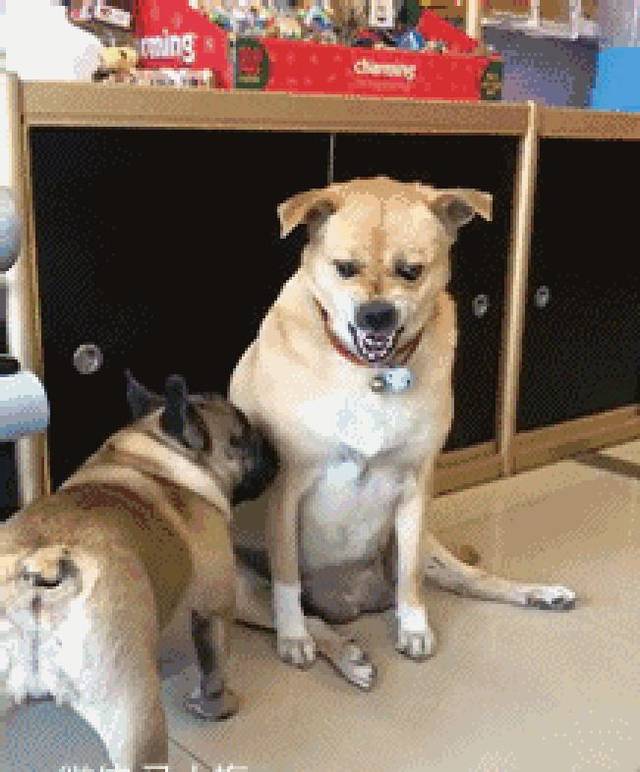 搞笑gif:一看妹子是个有故事的人