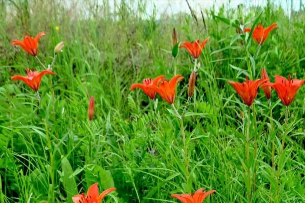 草原最美的花火红的萨日朗一歌一世界