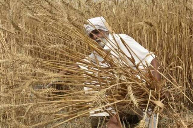印度宣布立即禁止小麦出口