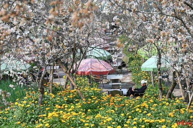 赏花节接踵而至 油菜花田日均游客上万