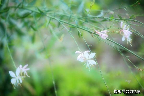 什么时候给花换土 5bc143cd8fb749fbacdb2a2b97ec646b.jpeg