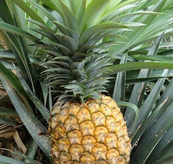 菠萝怎么做盆栽 dcd452f695284321b7859f7133bf347f.jpeg