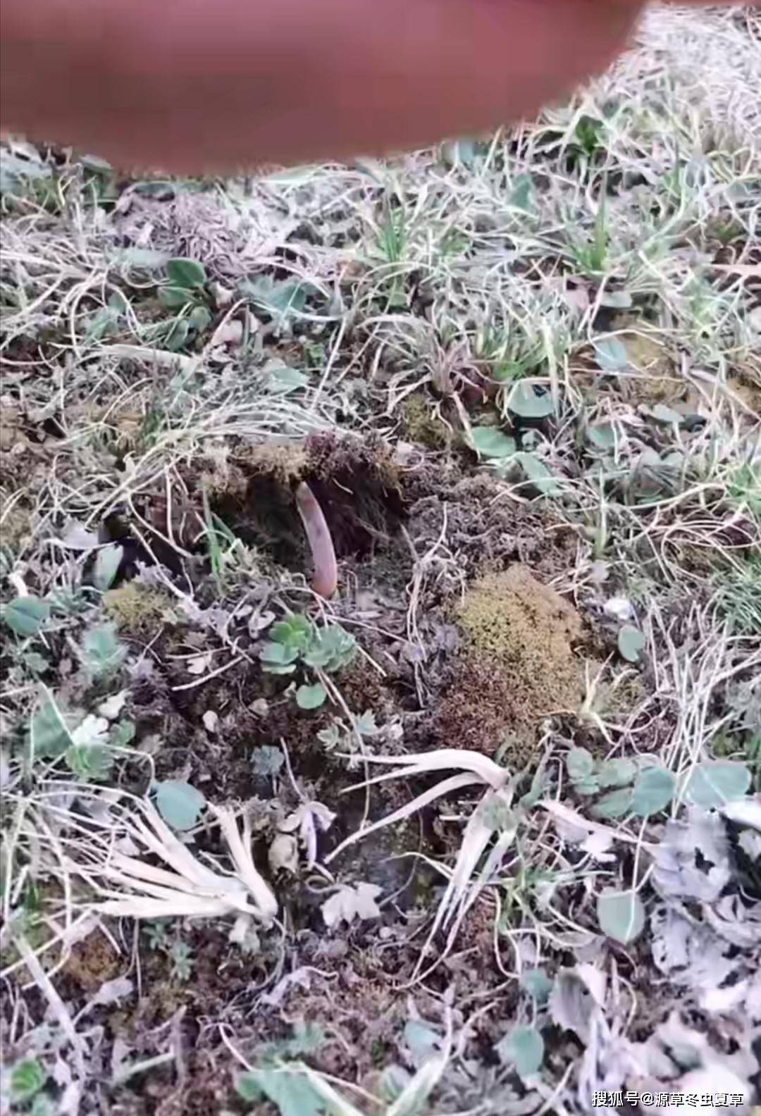 源草冬虫夏草青藏高原引来虫草采挖战役新鲜冬虫夏草产地与价格战