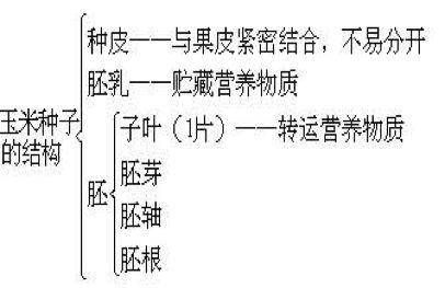 24,种子的主要结构(菜豆种子和玉米种子的异同点)常见的被子植物:桃