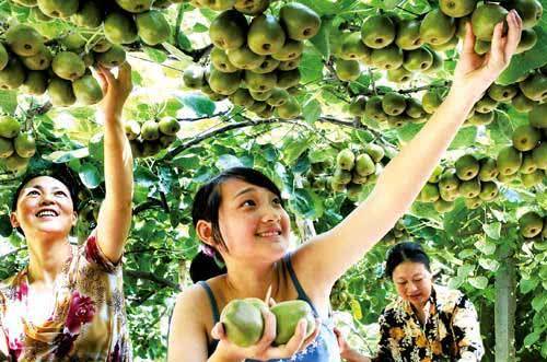 开云体育 开云官网你以为休闲农业只有采摘？其实这5大类型都属于休闲农业看看哪种最有优势(图2)