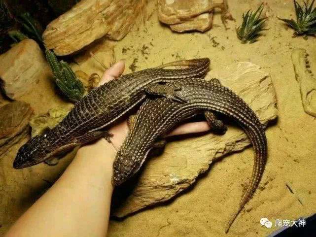 最温顺好饲养的爬行宠物蜥蜴——苏丹遁甲蜥
