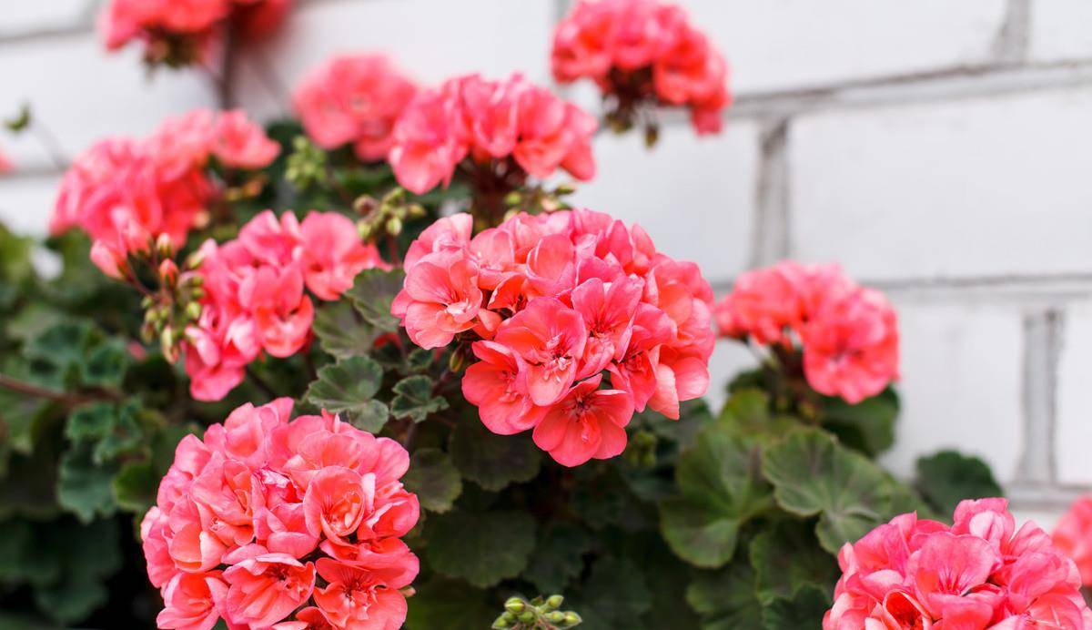 哪些花比较香好养活 83147d26f9be45ab9dc74991bdb704b2.jpeg