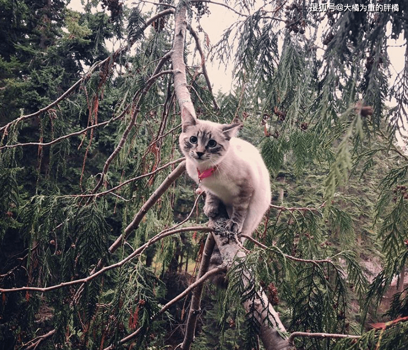 猫的树的影视作品 84c6bdf05b614faba410b5f0b7ad69b9.png