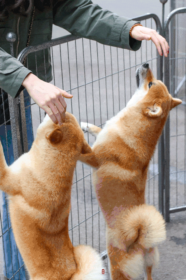 柴犬的q萌 这里还贴心设置了包间 封闭式空间保证了私密性 在里面可以