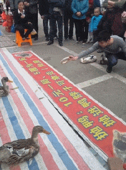 原创
搞笑GIF:大哥,你这是踩了狗屎吧?