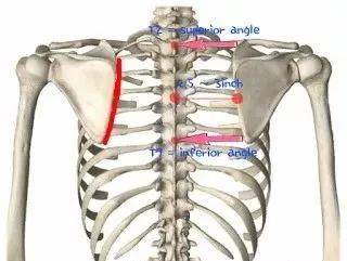 下图是不正常内缘位置红线 第二,肩胛骨前侧应该平顺的贴在肋骨上,不