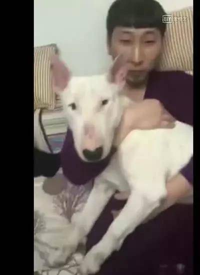 别跟狗较劲 d4c5104abd184285bc9b380405aca295.jpeg