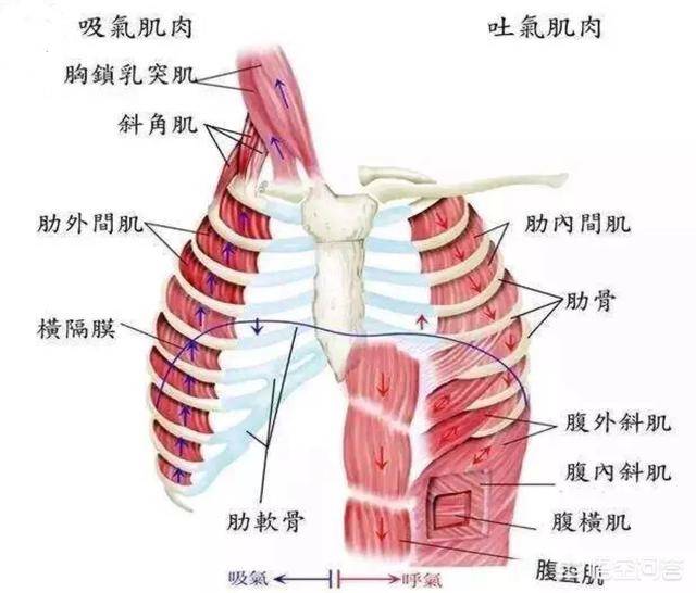 6,胸横肌位于胸骨体和肋软骨后