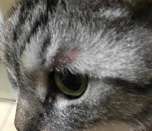 宠物猫掉毛怎么回事 18cf2f18829244d88c5e30201e0809f5.jpeg