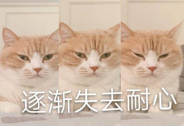 猫咪表情包合集|我就是馋你的身子