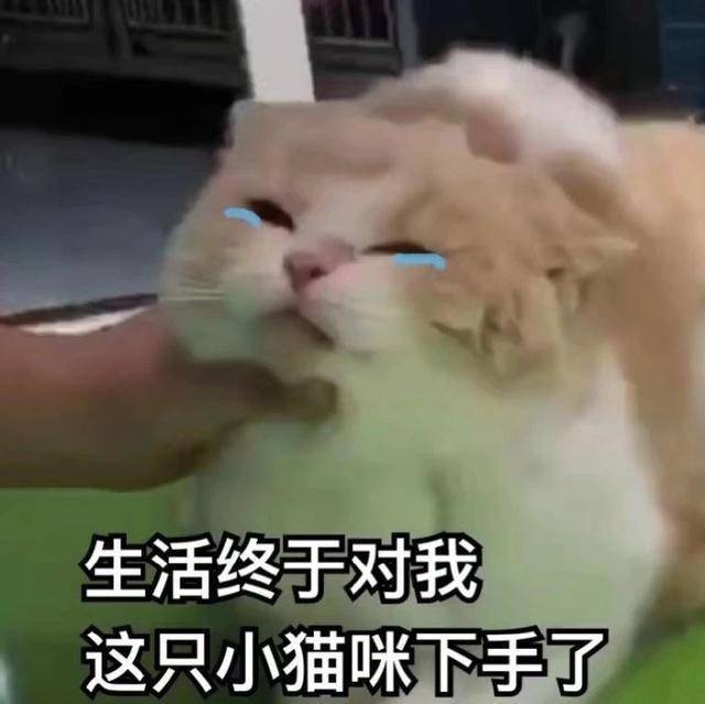 猫咪表情包合集|我就是馋你的身子