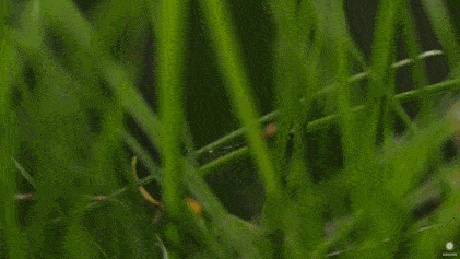 蜱虫活跃季养猫家庭真的不用预防吗