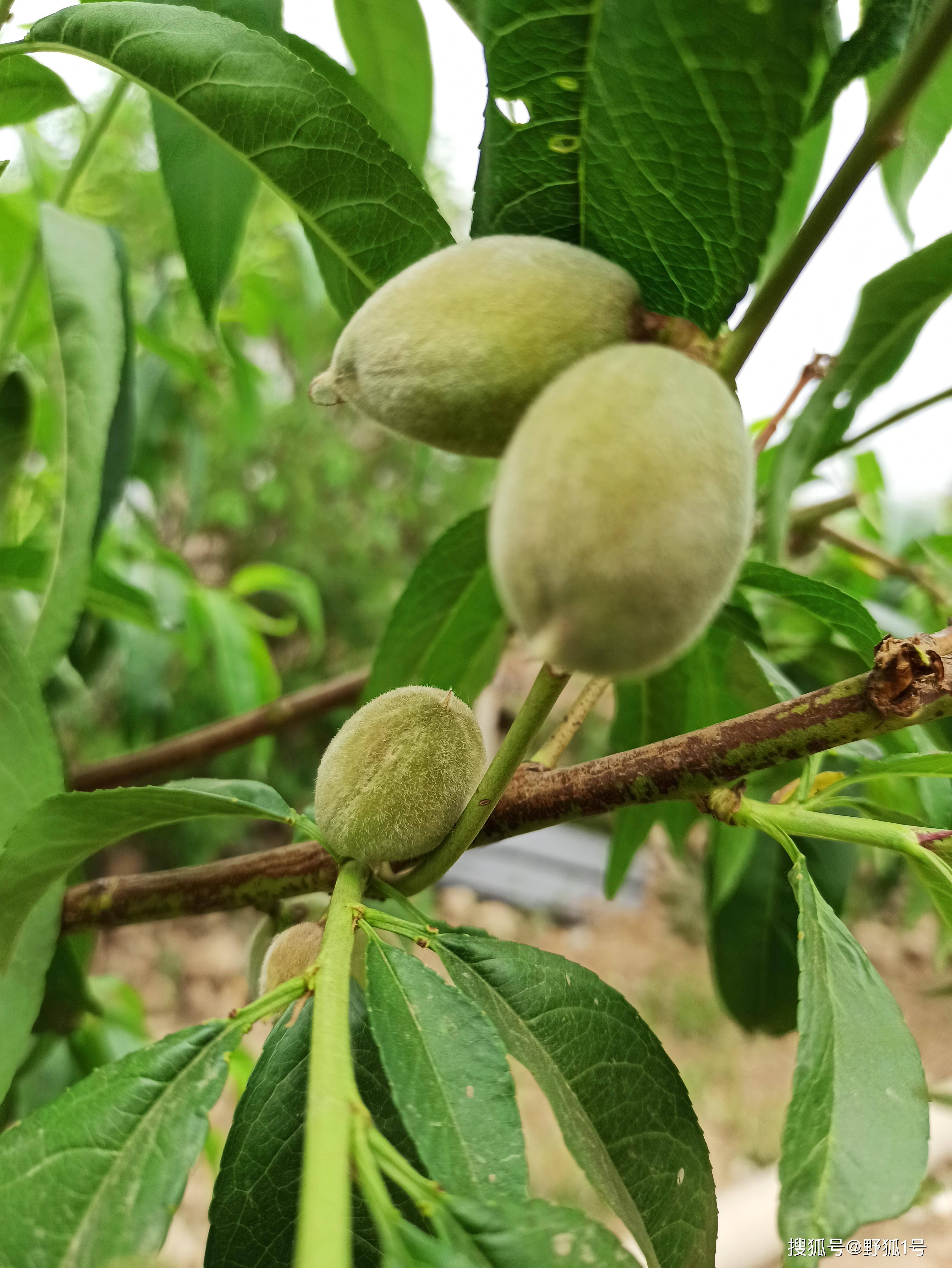 5月份的小桃,见证桃子的生长过程,迎着太阳生长