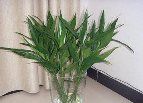 富贵竹几根好养 d5da678b15bb497698352ca4bdc5652e.jpeg