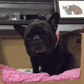 原创明明养的是一只法斗为什么总感觉是养了一只猪呢