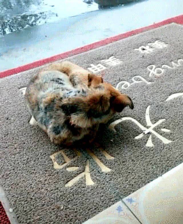 原创流浪狗在店铺门口躲雨,冷到全身发抖,看到老板端出饭流泪了