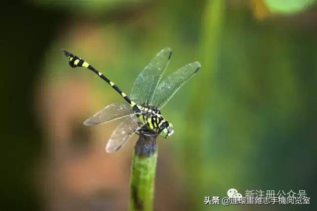 蟋蟀是益虫还是害虫(蟋蟀进屋是什么征兆)