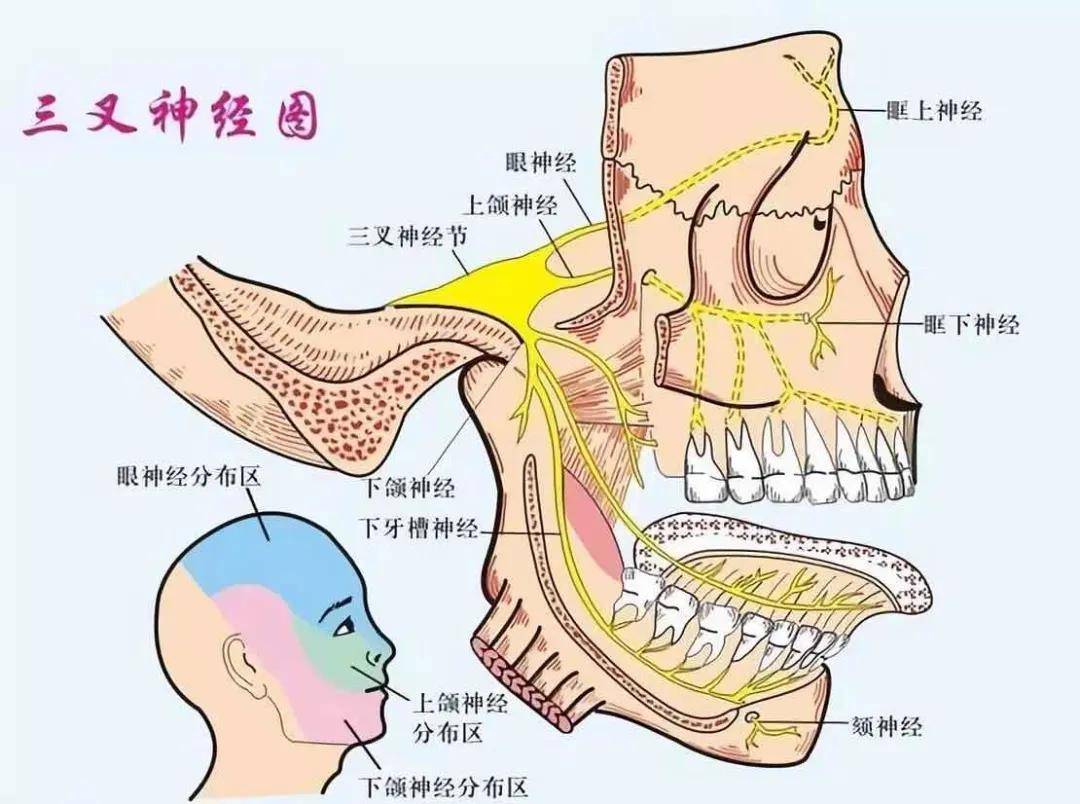 韩素勤介绍,三叉神经痛是常见多发病,从解剖结构上来讲, 支配牙齿
