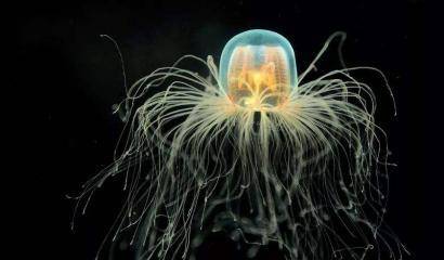 原创地球内部果然存在生命!科学家发现地下生物圈,生物超数百万种