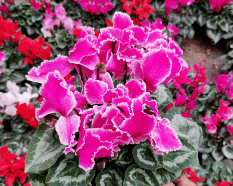 夏天种什么花最好家里 fc6d266acbe94e51a47d61ee1d2461d5.png