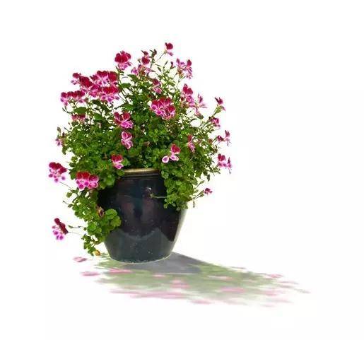 盆栽花卉养殖知识 b24eab4ff8a9412988f84dd5031f8ab7.jpeg