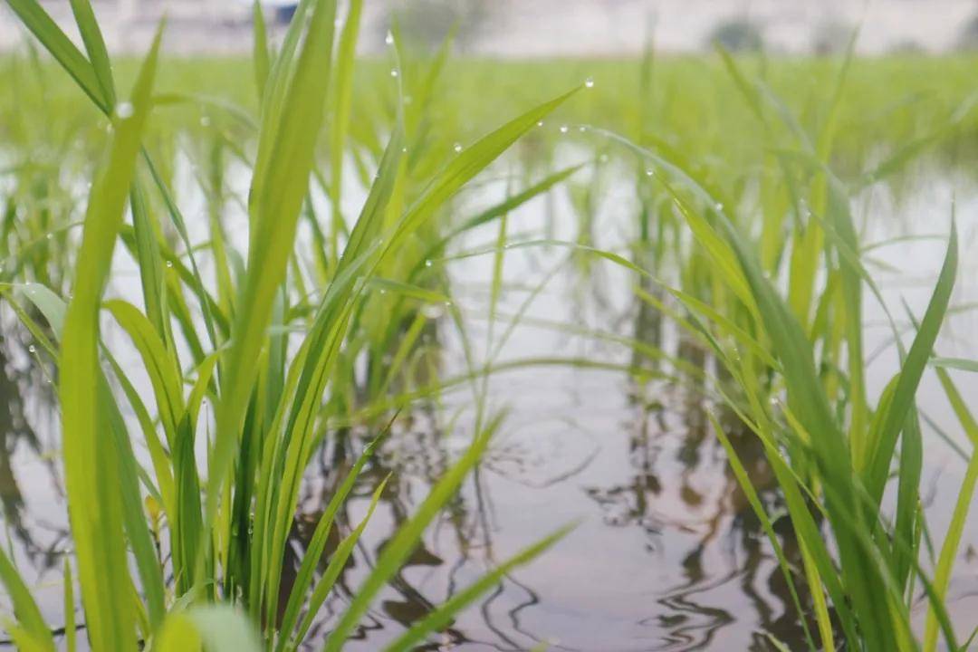 水稻的一生丨小满之后,我们的秧苗拔节啦!