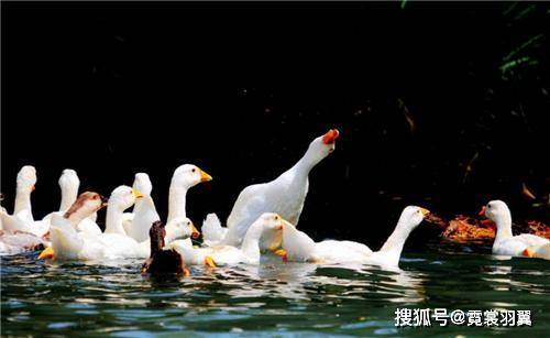 鹅鹅是谁写的诗 23d3837bce734aaa9a609472c39999e3.jpeg