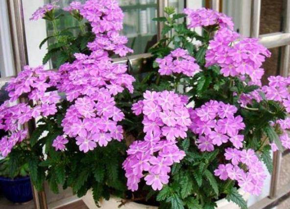 什么时候给花施肥最佳 78e490e8c6a64b6e98fdfbcec34b3e25.jpeg