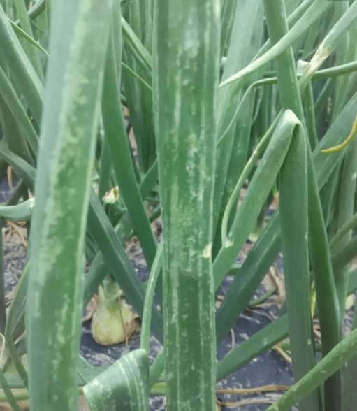 7bff949c249e4bc18f08ebb209a7200c.png