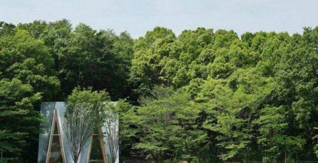 世界森林覆盖率排名_全球森林覆盖率排名(2)