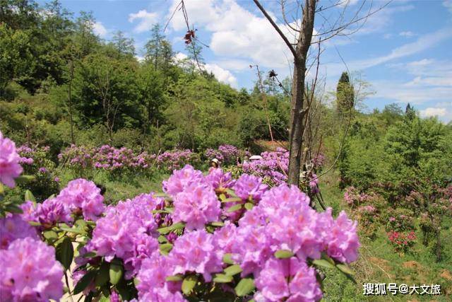 名花谷:这个昆明人的后花园简直太美!堪称农旅融合样本(组图)