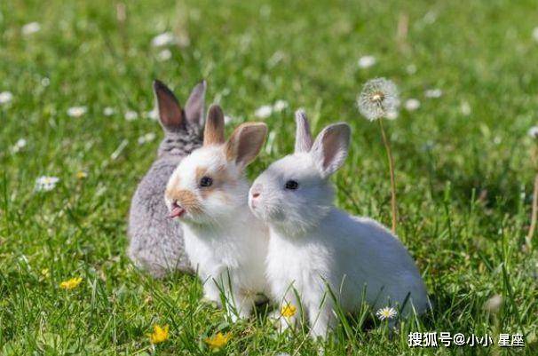 兔子怎么画可爱有气质 b27d79312037474d85a15d7352959e49.jpeg