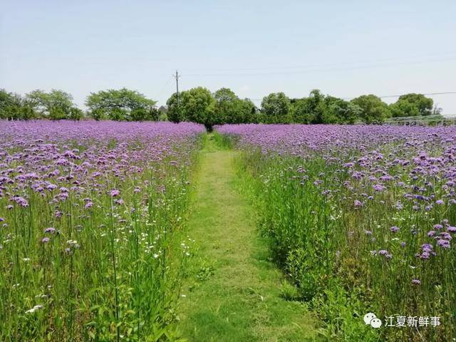 江夏新鲜事还探访发现,在梁子湖大道旁,薰衣草风情园附近的新华农庄内