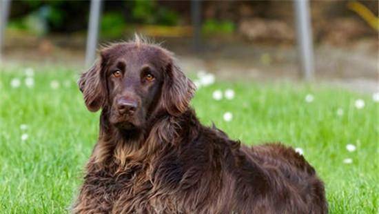 狗为啥会吃草的原因 0948fd9892df4f23888c45e596a1b9ab.jpeg