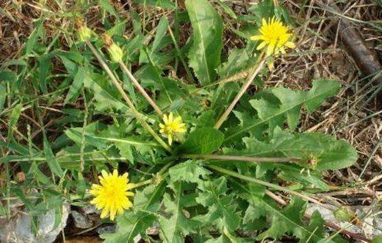 夏草的功效与作用和图片 b0c529b9719244e7966d6064768c5fde.jpeg