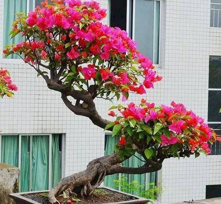 『修剪』开花多，花期长三角梅整年不开花？做好1个前提来“诱”花