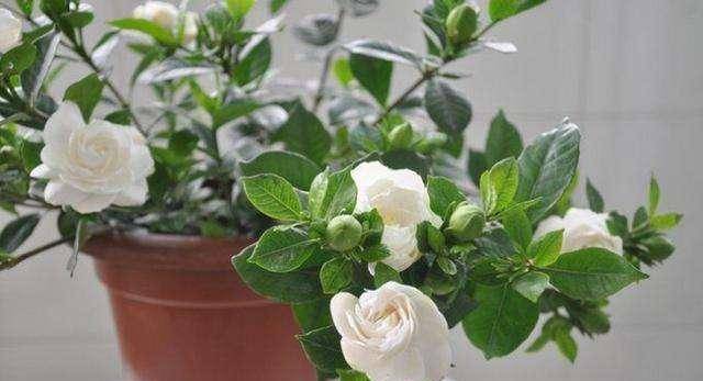 自己在家做小花 3b03ce6b711c4a8cb8b17f0a7bd6063c.jpeg