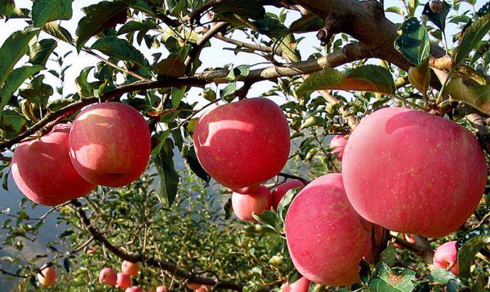 苹果加什么降血压效果最好 41aa776c1a79442f96cbcc51da9171a4.jpeg