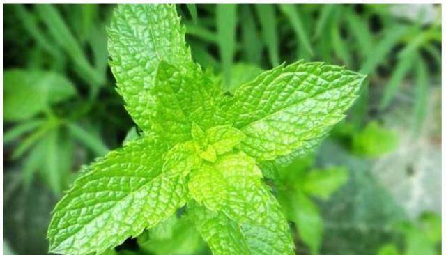 什么可以做花露水 a6b903a690d64419994859ab0d88b338.jpeg