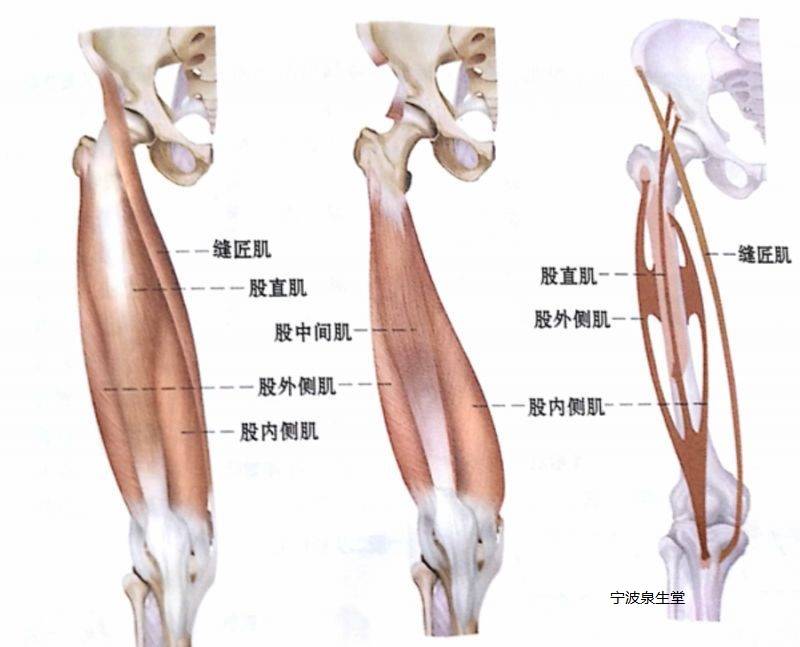 膝关节的运动韧带和肌肉