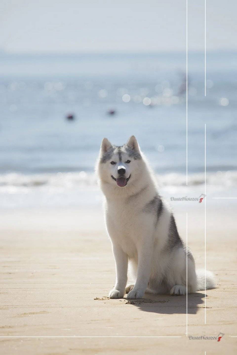 全身蓝色的狗是什么狗 fc75c113fbe843839952518d8638b0f3.jpeg