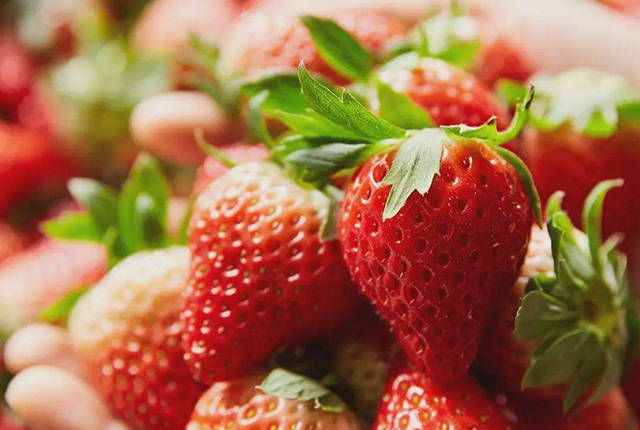 草莓品种排名_草莓品种大全及照片(3)