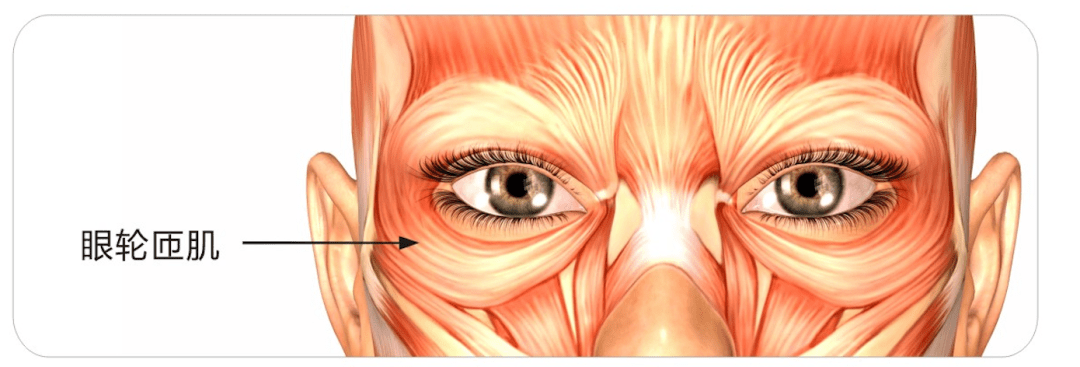 可松解眼轮匝肌对眉外侧部的下拉力 让眉梢明显上移
